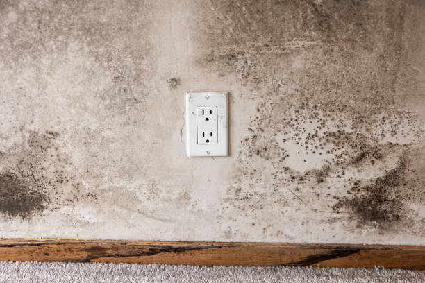 Best Mold Documentation for Insurance Claims  in St Clair, MI